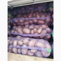 Продам товарну картоплю