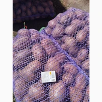 Продам товарну картоплю