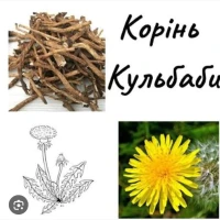 Куплю корінь кульбаби сирий та сушений