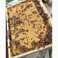 Продам Бджолопакети
