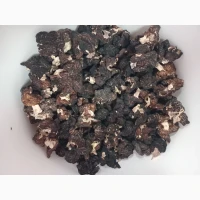 Продам строчок звичайний сушений