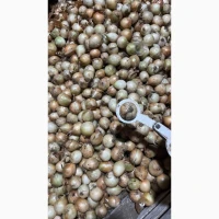 Продам цибулю калібр 3.5-4.5