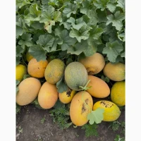 Продам диню Нево та Мазін оптом с поля