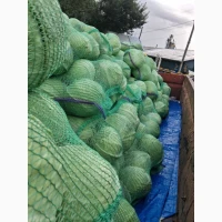 Продам капусту Агресор і Продікус