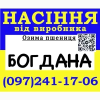 Насіння пшениці (озимої), сорт Богдана (еліта) 2026 року від виробника