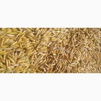 Продам пшеницю, ячмінь, овес, жито