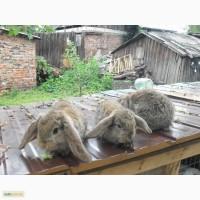 Продам крольчат французский баран