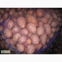 Продам картофель,сорт Бела Роса,Рокко,Скарбница
