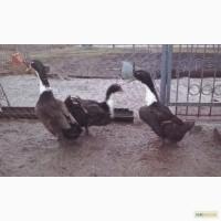 Качки в Україні