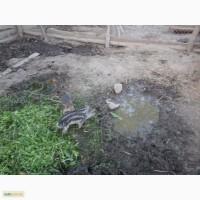 Продам поросят породи венгерська пухова мангалиця