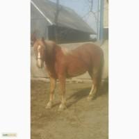 Продам кобилу 2 рока