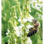 Продам буркун