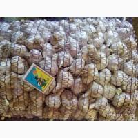 Продам чеснок яровой ( ярий часник )