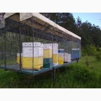 Продам діючу пасіку
