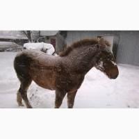 Тяжеловоз ЖЕРЕБЕЦ, Лошади тяжеловозы жеребцы Русский тяжеловоз Жеребец