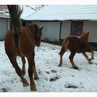 Тяжеловоз ЖЕРЕБЕЦ, Лошади тяжеловозы жеребцы Русский тяжеловоз Жеребец