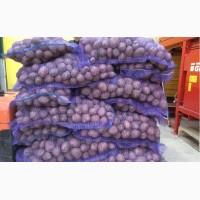Продам Картошку Сорт Бела Роса ОПТОМ