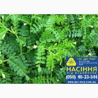 Семена нута Буджак, от компании ДЕР ТРЕЙ 2017г