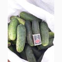Продам Огурцы