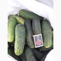 Продам Огурцы