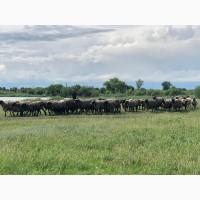 Продам молодых баранов ярочек около 60 голов