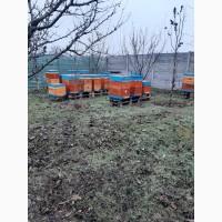 Пчелосемьи