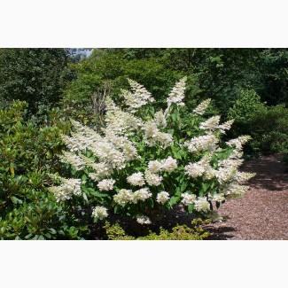 Гортензия метельчатая Grandiflora