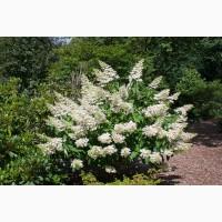 Гортензия метельчатая Grandiflora