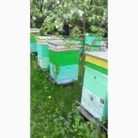Продам бджолопакети, бджолосім#039;ї