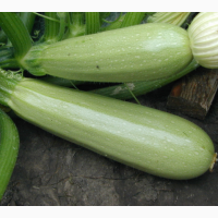 Продам кабачок для переработки
