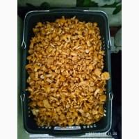 Продам грибы лисички свежие