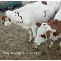 Продам мясо телятина(говядина)