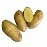 Продам картофель сорт Гранада