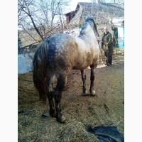 Кінь робочий