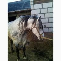 Кінь робочий