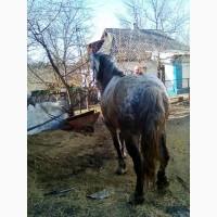 Кінь робочий