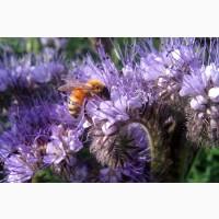 Продам Синяк, Фацелию, Донник и другие медоносы