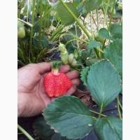 Продам розсаду ПОЛУНИЦІ