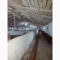Продам готовый бизнес свино-комплекс (полный цикл производства)