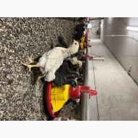 Продам курчат та інкубаційні яйця