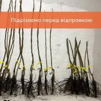 Саджанці волоського горіха, привиті, 3 та 4 річні, сорт Піщанський (Україна)