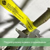 Саджанці волоського горіха, привиті, 3 та 4 річні, сорт Піщанський (Україна)