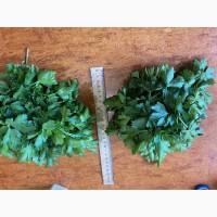 Продам петрушку с поля