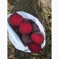Куплю Буряк ОПТ Україна Борщ Набор