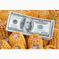 Продам кукурудзу після сушки вологість від 13 до 16 %