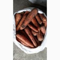 Куплю моркву ОПТ Україна Борщ Набор