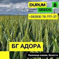 Насіння пшениці - БГ Дуріамо 2С / Durum Seeds 2024 - Оригінатор Biogranum (Сербія)