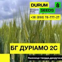 Насіння пшениці - БГ Дуріамо 2С / Durum Seeds 2024 - Оригінатор Biogranum (Сербія)