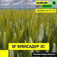 Насіння пшениці - БГ Дуріамо 2С / Durum Seeds 2024 - Оригінатор Biogranum (Сербія)