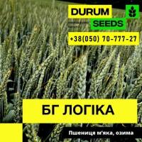 Насіння пшениці - БГ Дуріамо 2С / Durum Seeds 2024 - Оригінатор Biogranum (Сербія)